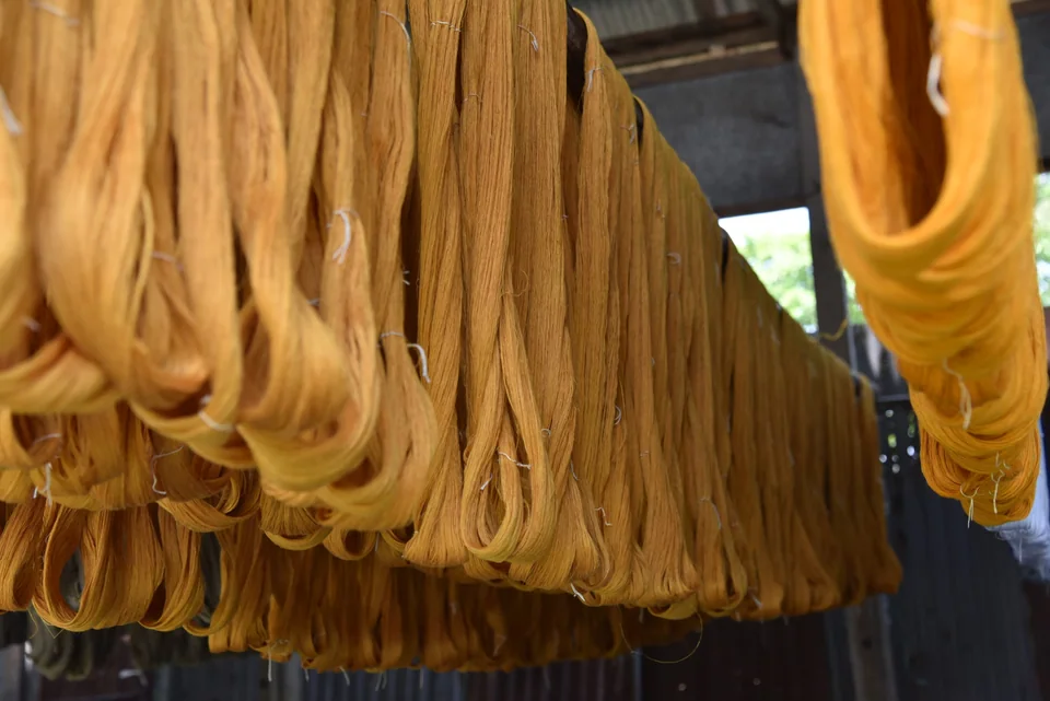 Yellow dyed yarn hanging in loops to dry